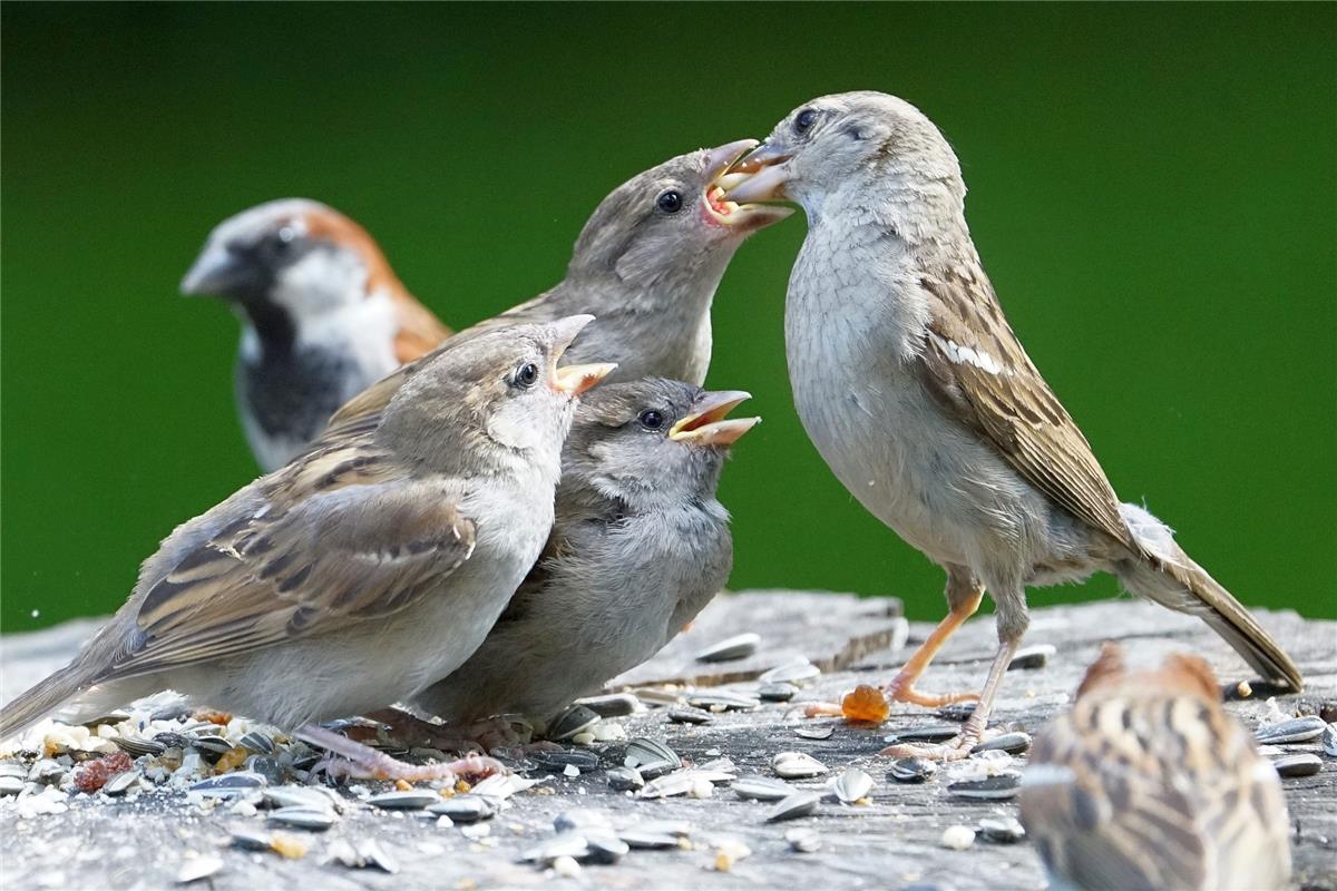 Bei drei hungrigen Schnäbeln kommt die Sperlingsmutter mit Füttern kaum nach. Da...