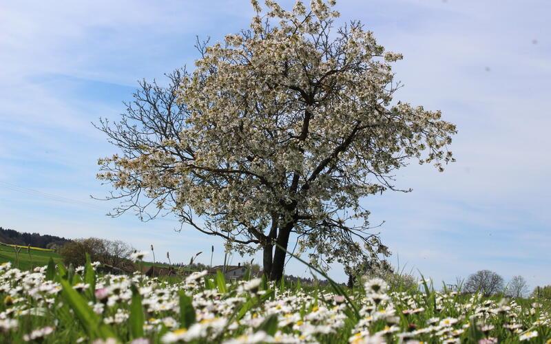 Bei einem Vortrag am Montag, 11. Mai, stehen Streuobstwiesen im Mittelpunkt. GB-Foto: Stadtverwaltung Herrenberg