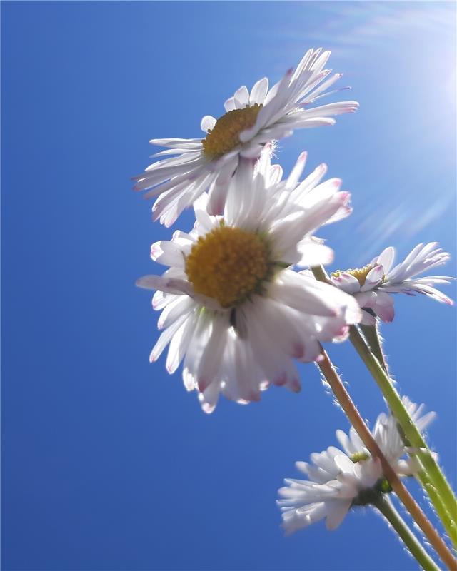 Bei strahlend blauem Himmel am Ostersonntag strecken sich die Gänseblümchen im G...