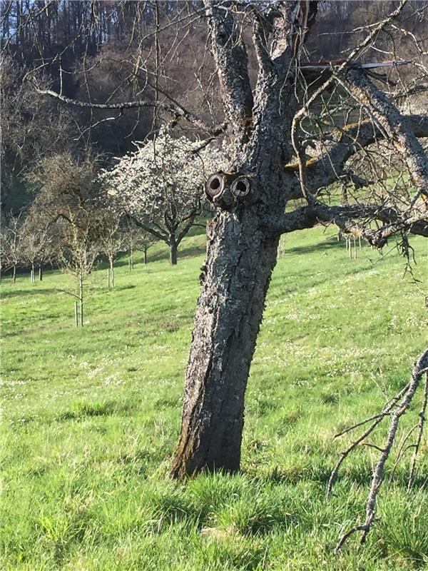 "Beim Osterspaziergang hat uns dieser freundliche Geselle zwischen den ersten bl...