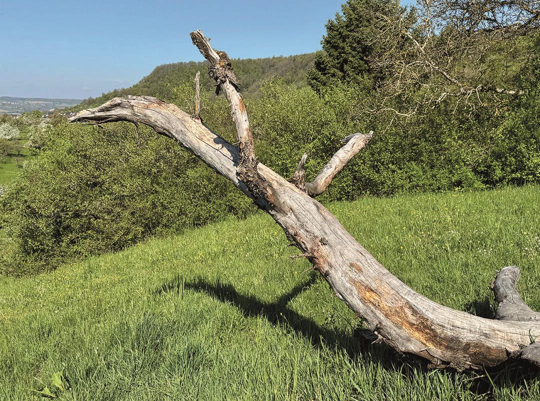 Beim Spaziergang durch die Streuobstwiesen bei Kayh fand ich diesen Baum, der an...