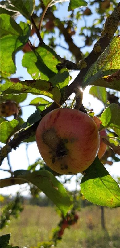 Beim Spaziergang entlang der Obstbäume in Gültstein genoss Christine Lutz die le...