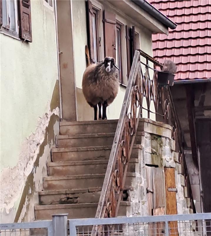 Beim Vorbeigehen ist mir das Schäfle auf der Treppe des Hauses vom ehemaligen le...