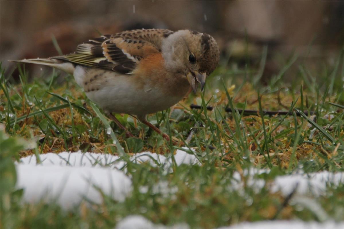 Bergfinkenweibchen im Schnee. Von Birgit Schäberle aus Herrenberg-Gültstein.