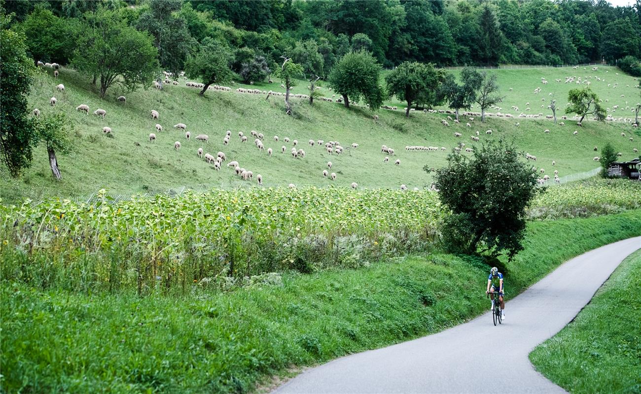 Bergzeitfahren Wildberg 8 / 2020 Foto: Schmidt