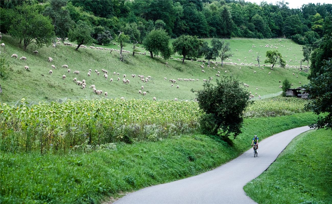 Bergzeitfahren Wildberg 8 / 2020 Foto: Schmidt