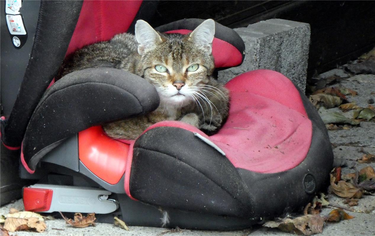 Besetzt! Und so schnell macht diese Katze in Oberjesingen auch nicht Platz. Klau...