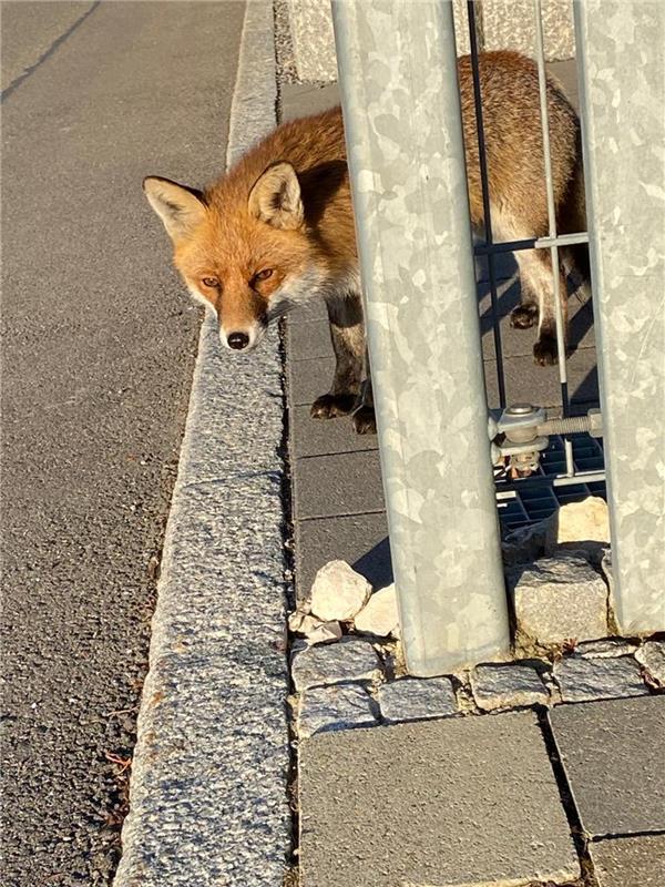 Besuch am Morgen im Kayertäle. Von Isabell Klöbb aus Gärtringen.