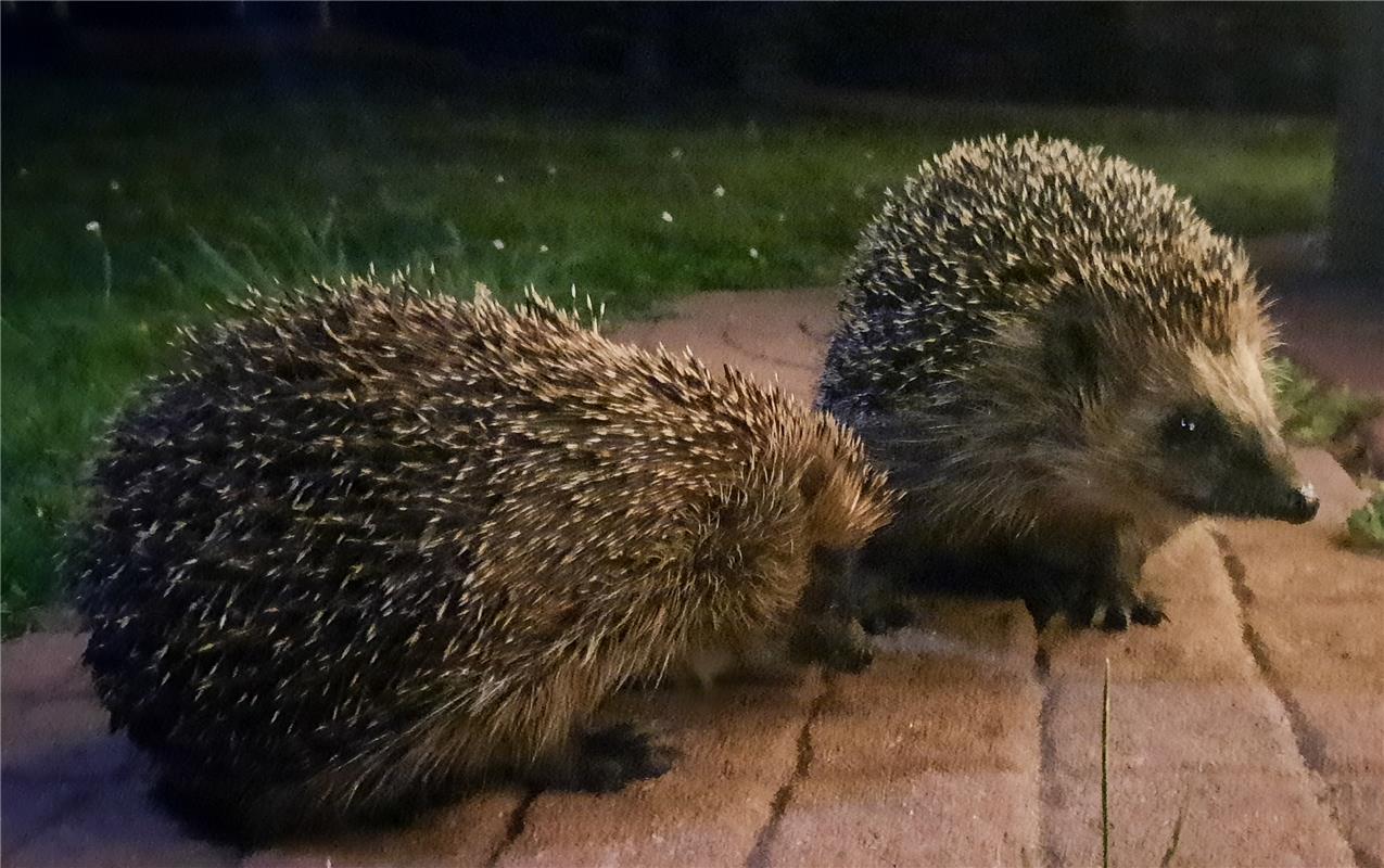 Besuch auf der Terrasse... Von Natalie Politz aus Hildrizhausen. 