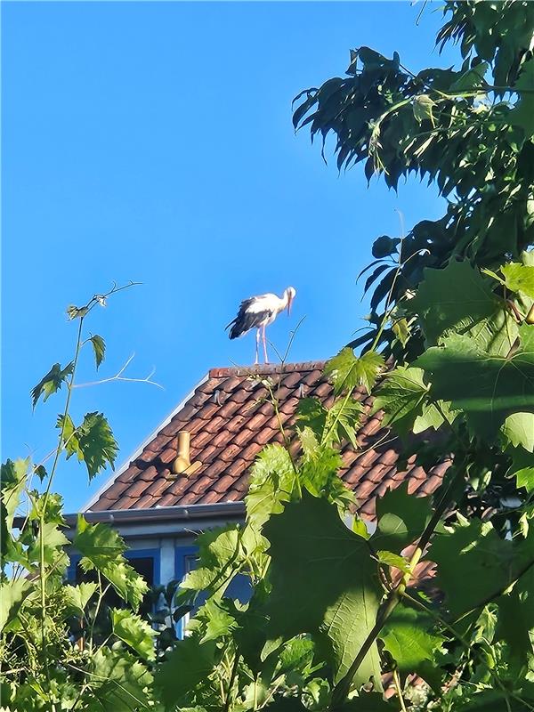 Besuch in Nufringen.  Von Ralf Hanesch aus Nufringen.