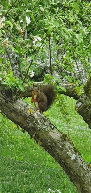 Besuch vom Eichhörnchen: Schnell hat es bei Mötzingen noch für einen Schnappschu...