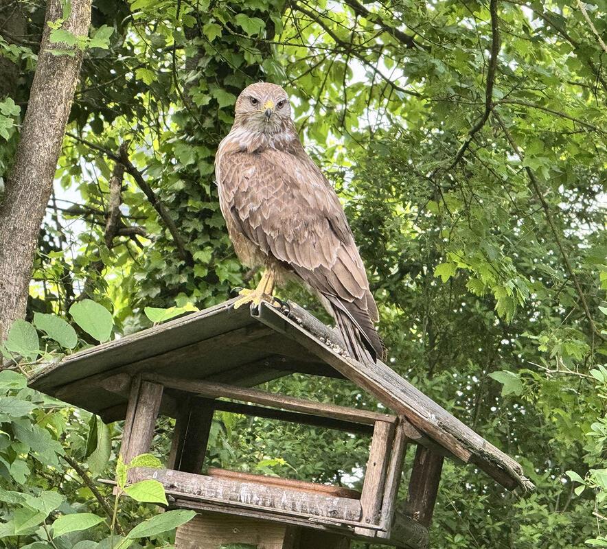 Besuch vom Mäusebussard. Von Rainer Braitmaier aus Herrenberg.