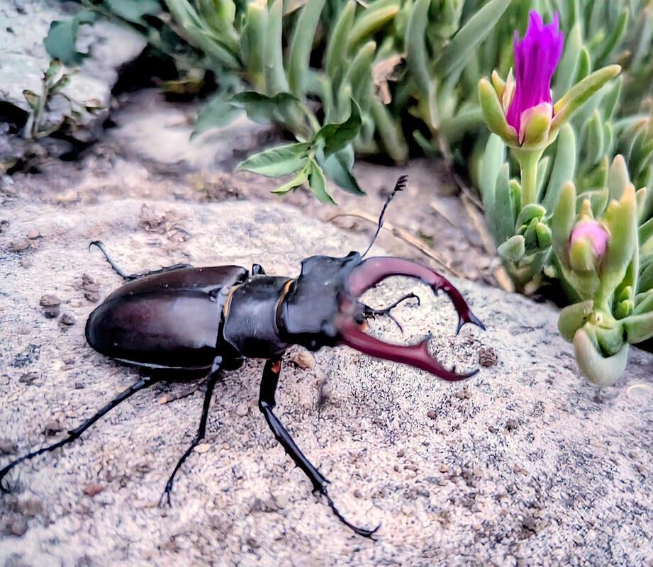 Besuch von Herrn Hirschkäfer in unserem Steingarten (Bild 1).  Von Annette Brait...