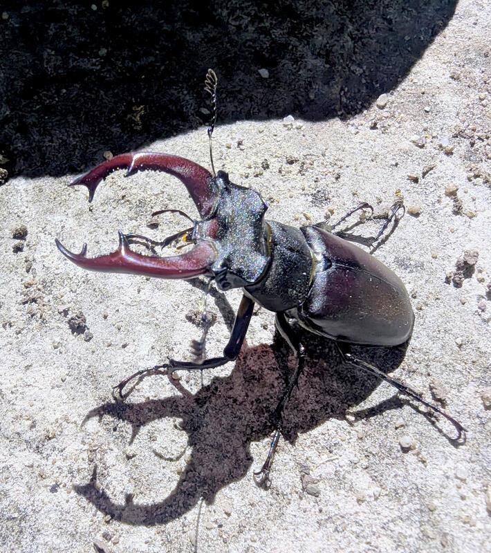 Besuch von Herrn Hirschkäfer in unserem Steingarten (Bild 2).  Von Annette Brait...