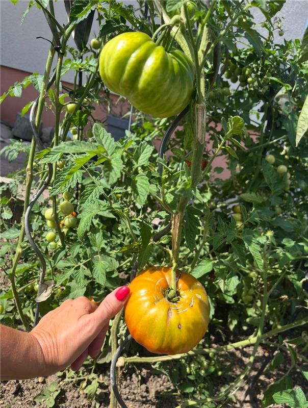 Besuch von Riesen großen Fleischtomaten im heimischen Naturgarten. Von Sabine Hu...