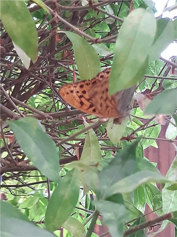 Besuch von einem wunderschönen Schmetterling hatte die Herrenbergin Maria Weisse...