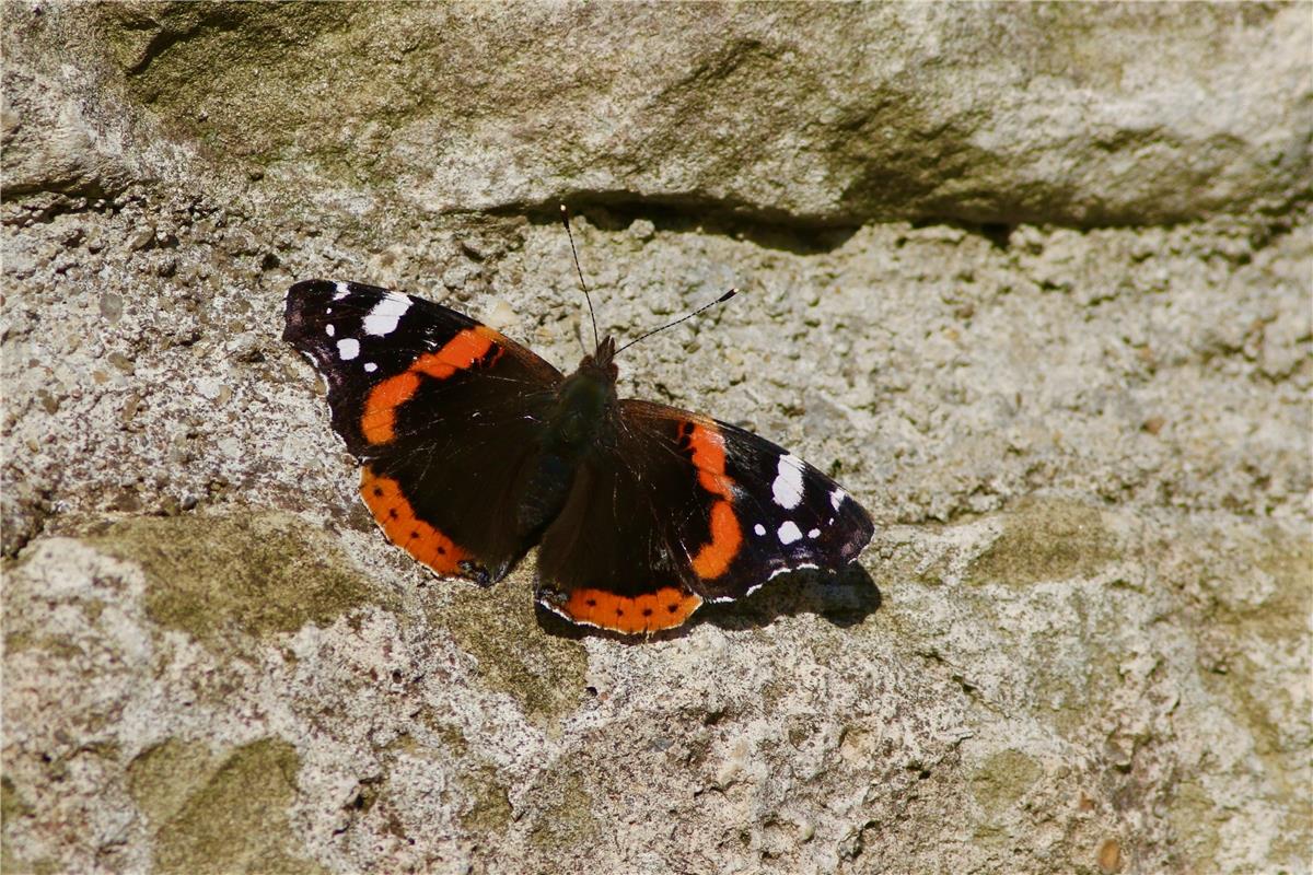 Bezaubernd schön und zugleich Bote des Klimawandels: Ein Admiral-Schmetterling a...