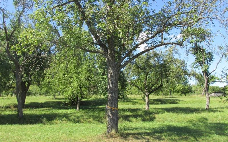 Band gibt Obstbaum zur Ernte für alle frei