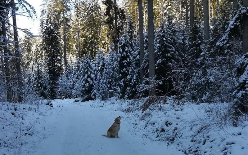 Gefahr droht: Forst warnt vor Schneebruch im Wald