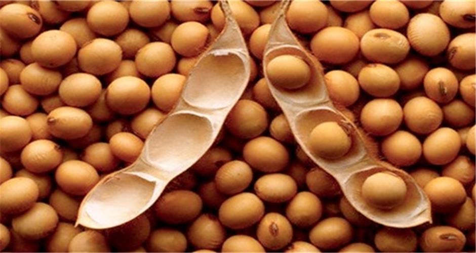 Soja zieht sich den Stickstoff selbst aus der Luft 