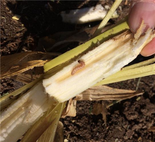 Hilfe kommt aus der Luft 