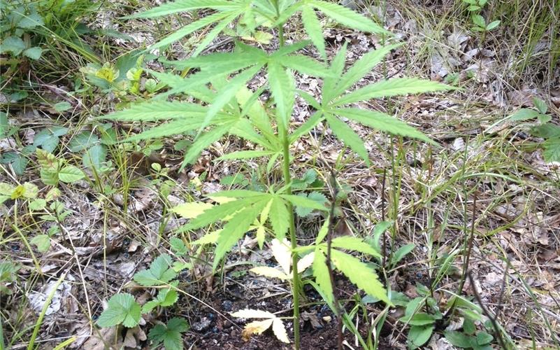 Polizei stößt in Rottenburg auf Cannabis-Anbau in großem Stil Polizei stößt in Rottenburg auf Cannabis-Anbau in großem Stil