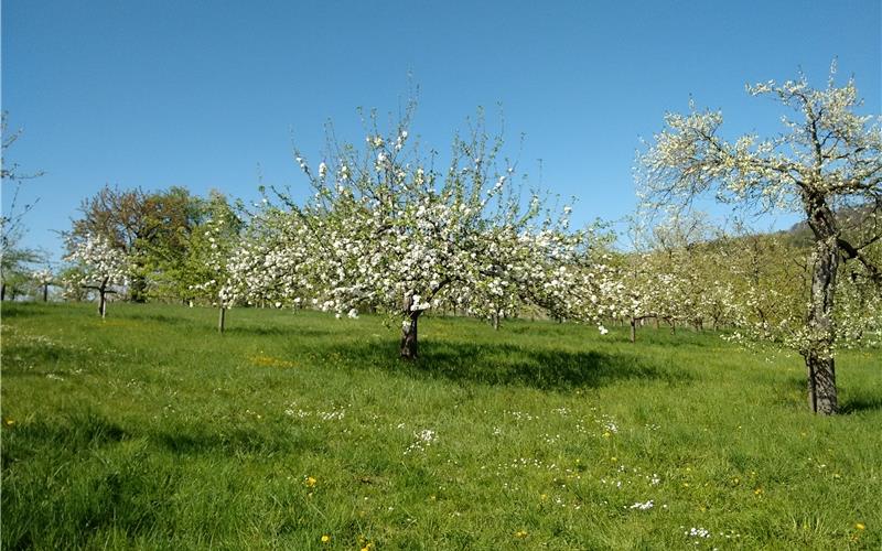 Abstand bei den Streuobstbäumen