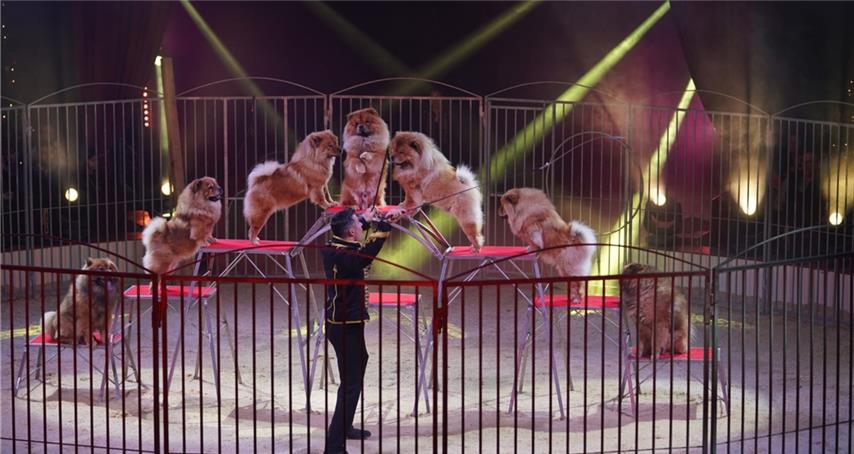 „Gäubote“-Adventskalender: „Manege frei“ in Herrenberg 