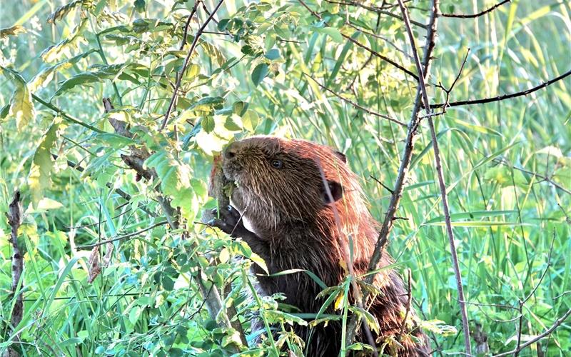 Streng geschützter Biberdamm im Entringer Käsbach beschädigt