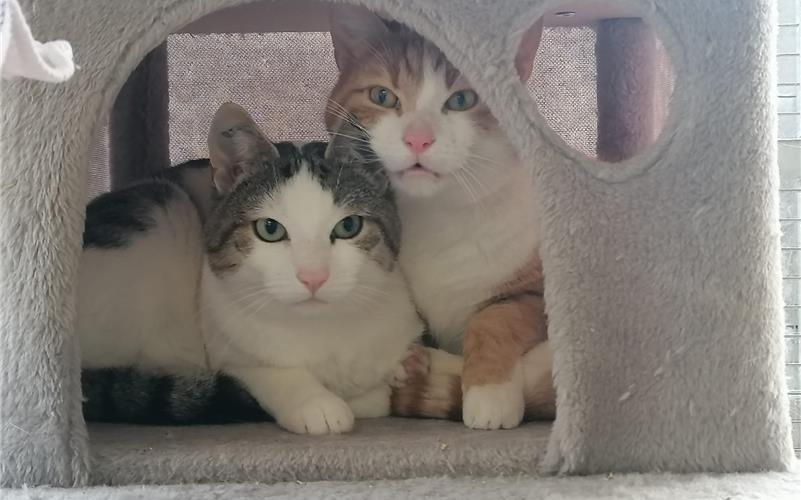 110 Tiere beschlagnahmt: Katzen suchen neues Zuhause 110 Tiere beschlagnahmt: Katzen suchen neues Zuhause