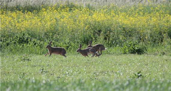 Gefahr durch Fressfeinde und Landwirtschaft