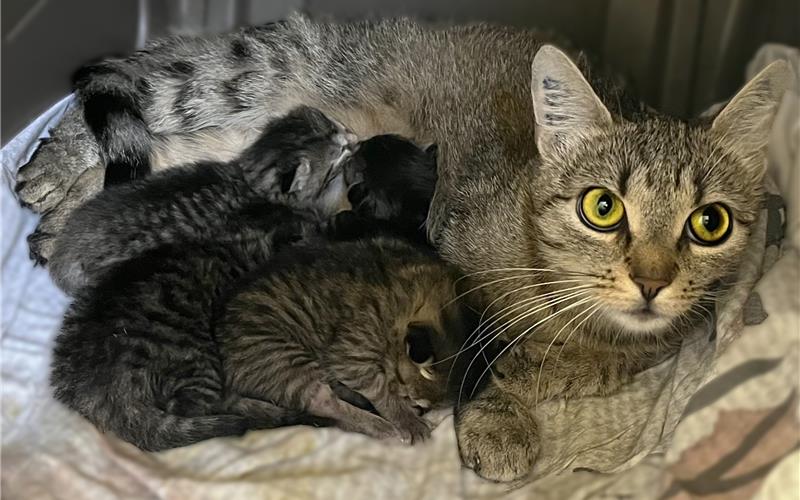 Böblinger Kreistierheim gibt Katzen ab