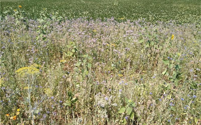 Grüner, bunter und lebenswerter: Neues Bürgerprojekt in Herrenberg 