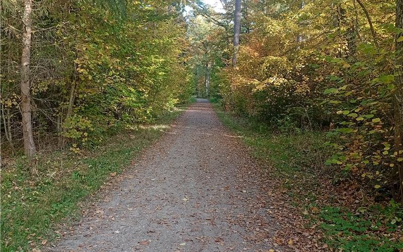 „Der Spitalwald ist ein Klimaschutzwald“