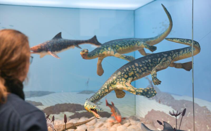 Zeitreise zum Saurier