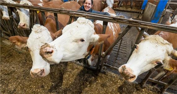 Ein Herz für alle 40 Kühe