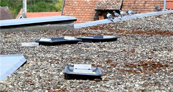 Neue Futterstelle mit Wohlfühlcharakter