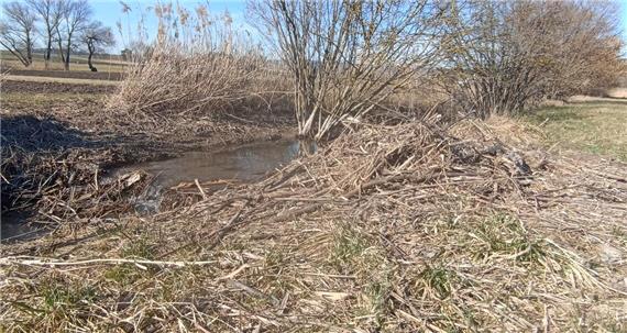 Biberdamm zerstört – oder nur Müll beseitigt?