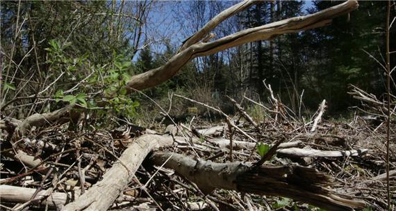 Trockenheit lässt Waldbrandgefahr steigen