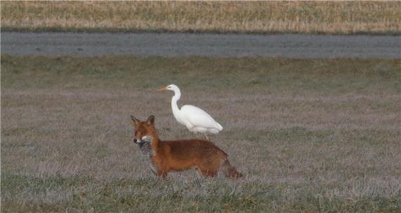 Schüsse auf Fuchs und Zoff unter Jägern