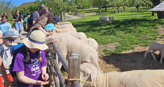 „Gäubote“-Familien-Tour: Mit Schafen, Ziegen und Bienen durchs Museum