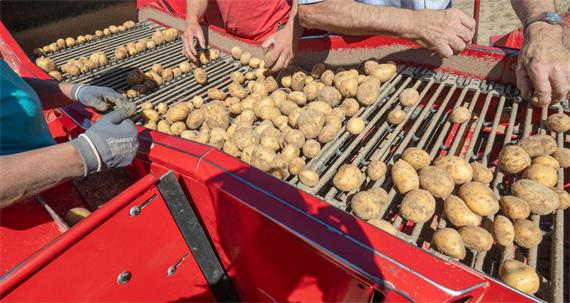 Landwirte mit Kartoffelernte unzufrieden