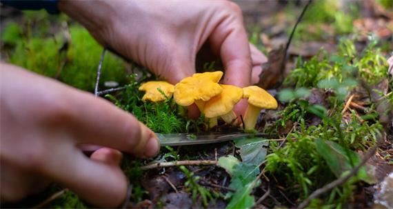 Keine Pfifferlinge fürs Körbchen