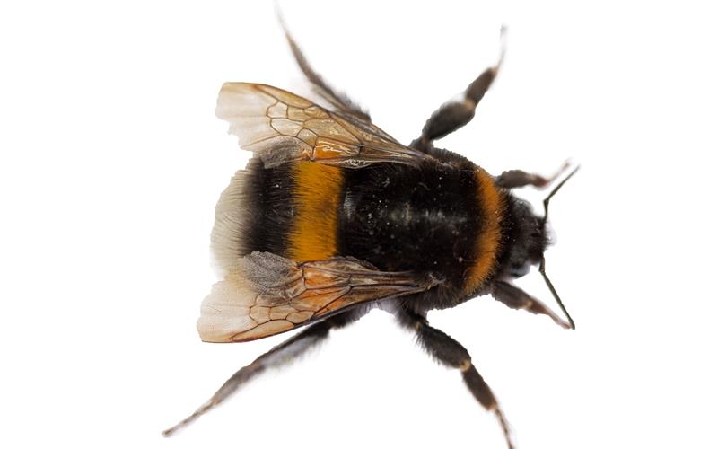 Hummeln spielen bei Bestäubung wichtige Rolle 