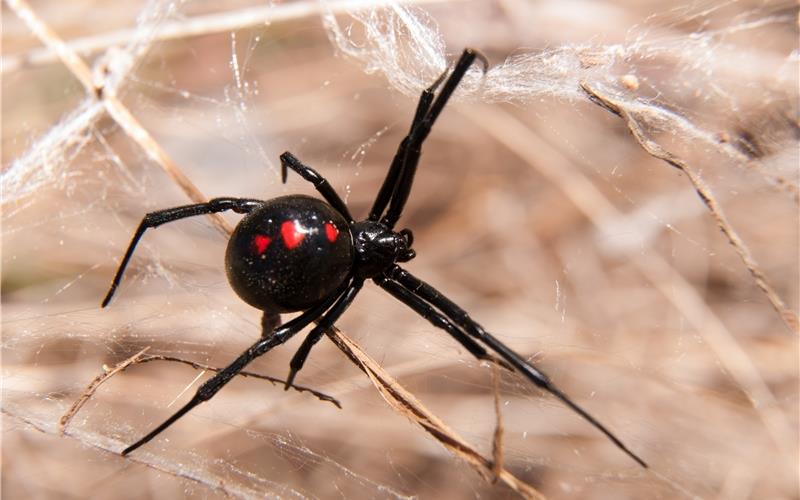 Giftspinnen aus Mexiko in Gartenmöbeln entdeckt