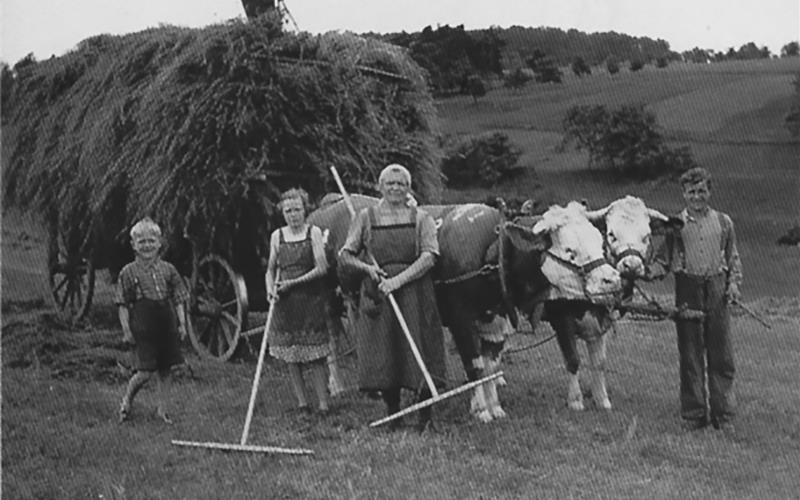 Bilder aus früheren Zeiten: In alten Fotoalben finden sich Aufnahmen von Feldarbeiten rund um Haslach – im August soll mit einer historischen Ernte an diese Epoche erinnert werden.GB-Fotos: Stadtarchiv Herrenberg