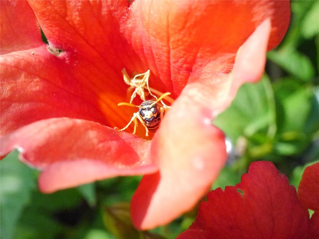 "Bin fertig mit Bestäuben", sagt diese fleißige Biene laut Hans Zinser  aus  Her...