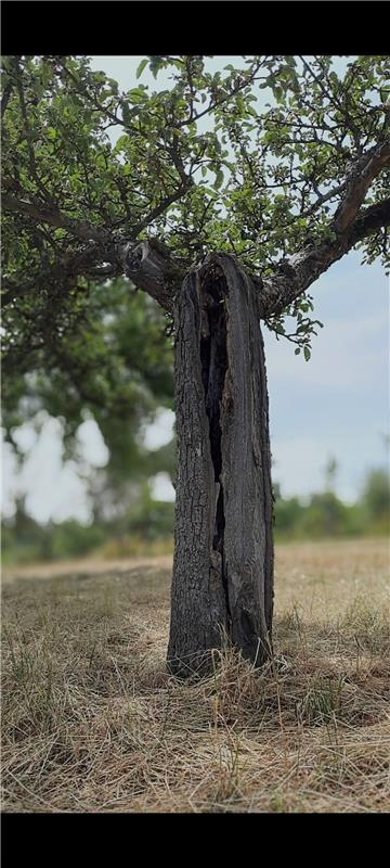 Birnenbaum: hohl und trotzdem grün.  Von Natalie Politz aus Hildrizhausen.