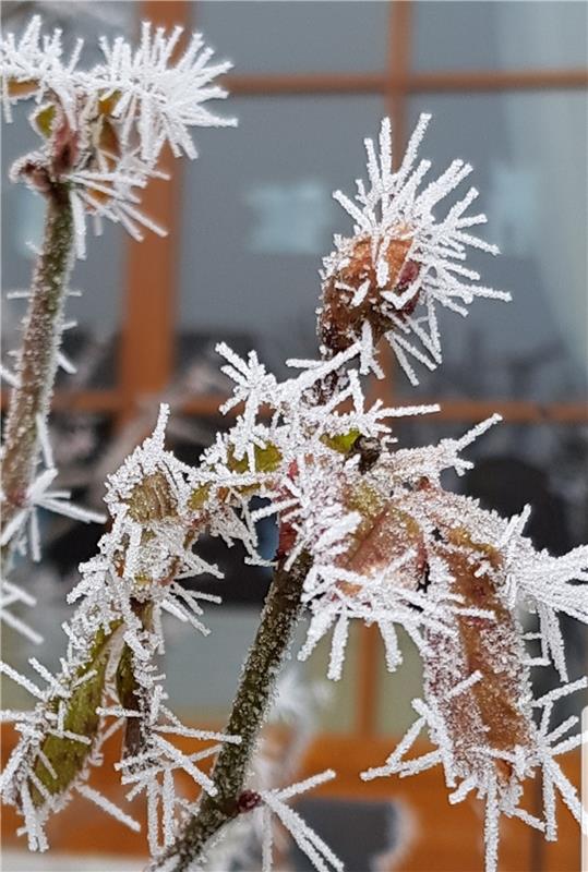 "Bizarre Eiskristalle am Flieder" hat Joachim Senf in Unterjettingen in seinem G...