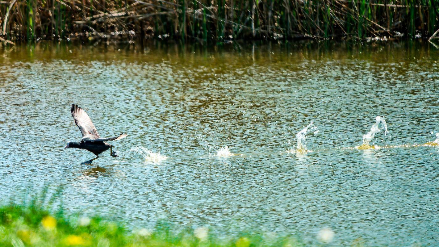 Blässralle (Fulica atra), auch Blässhuhn genannt, am Eisweiher in Nufringen.  Vo...